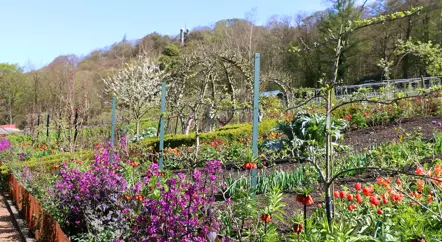 The Kitchen Garden blog series