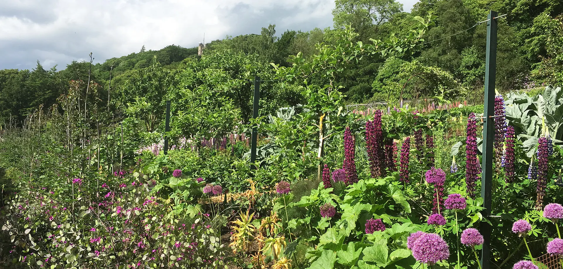 The Kitchen Garden Blog: May