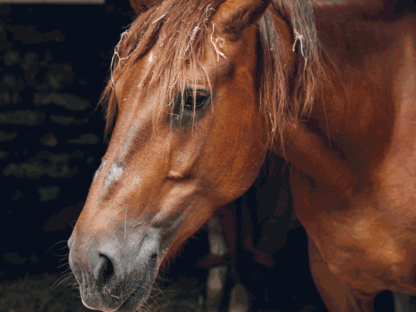Rare-breed arrivals in the farmyard
