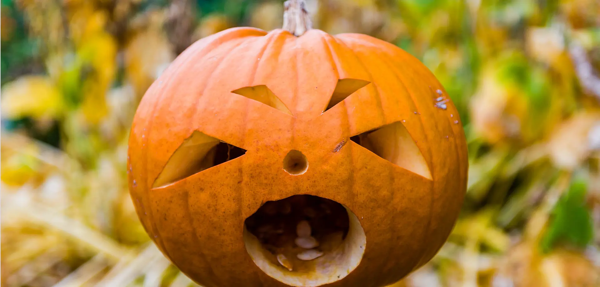 Half-term Halloween Hoot returns to Chatsworth