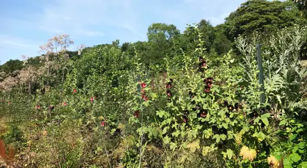 The Kitchen Garden blog series