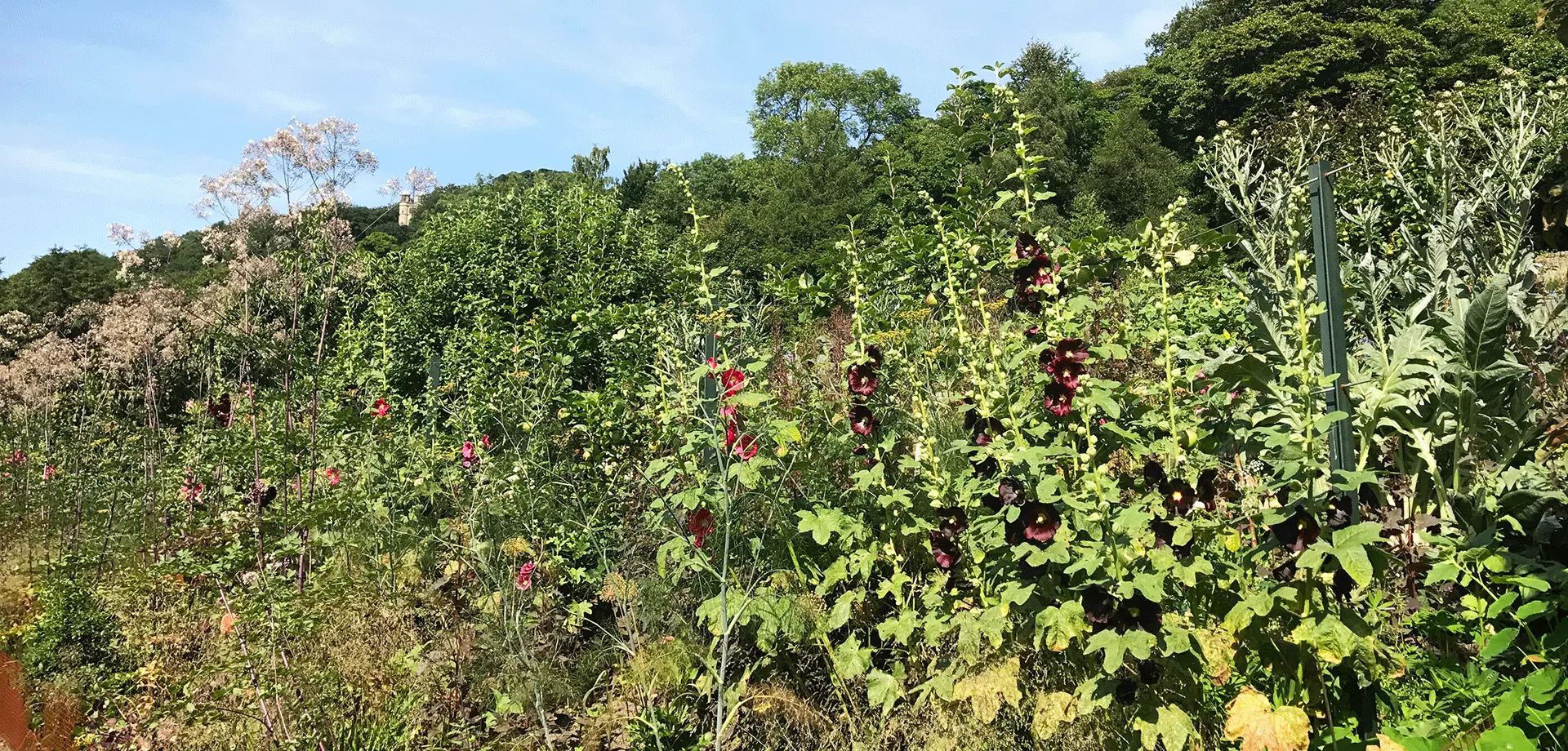 The Kitchen Garden Blog: Summer Edition