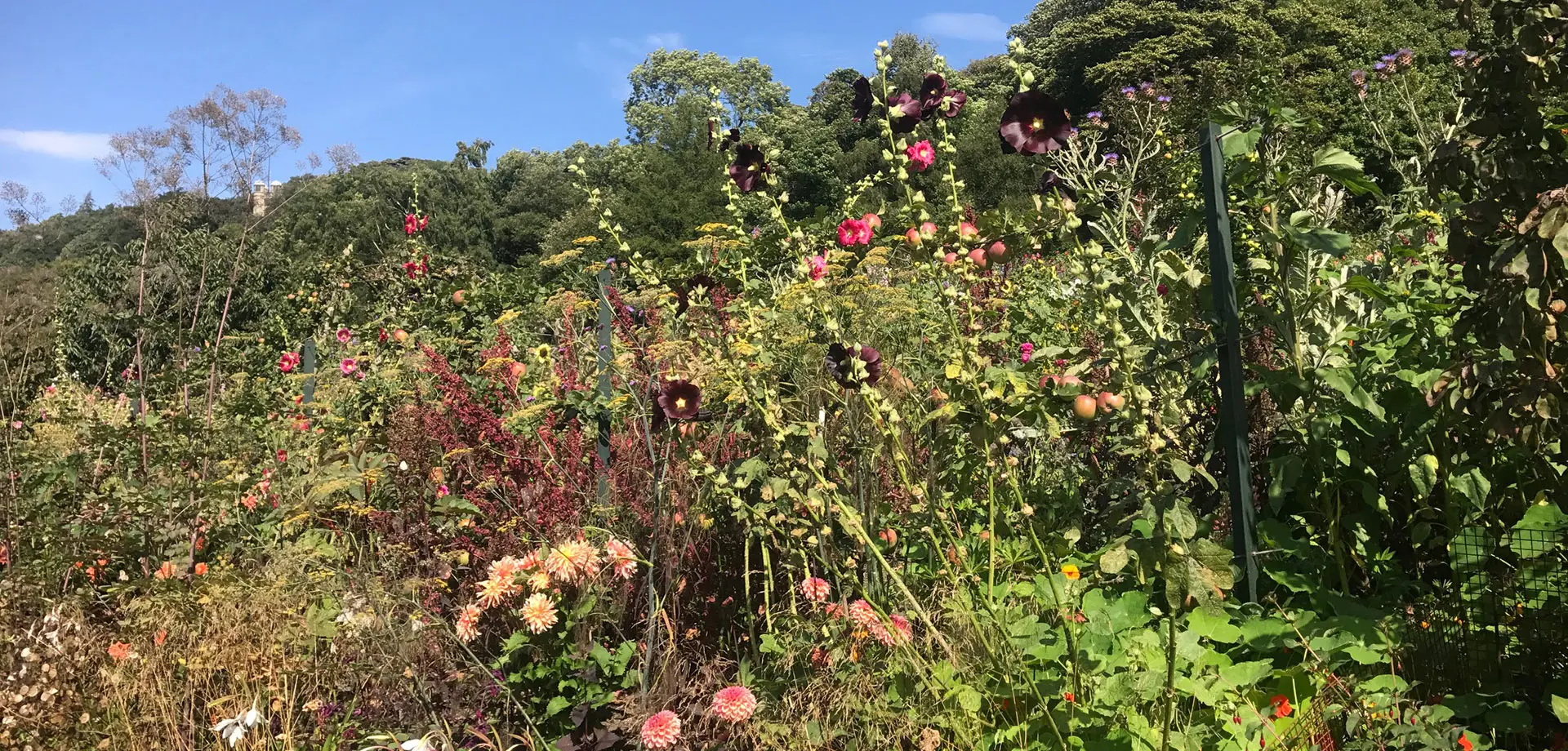 The Kitchen Garden Blog: August and September