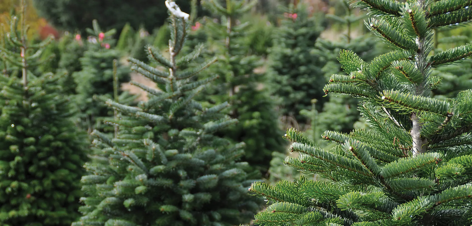 Christmas trees