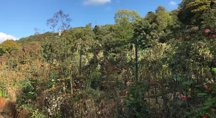 The Kitchen Garden blog series