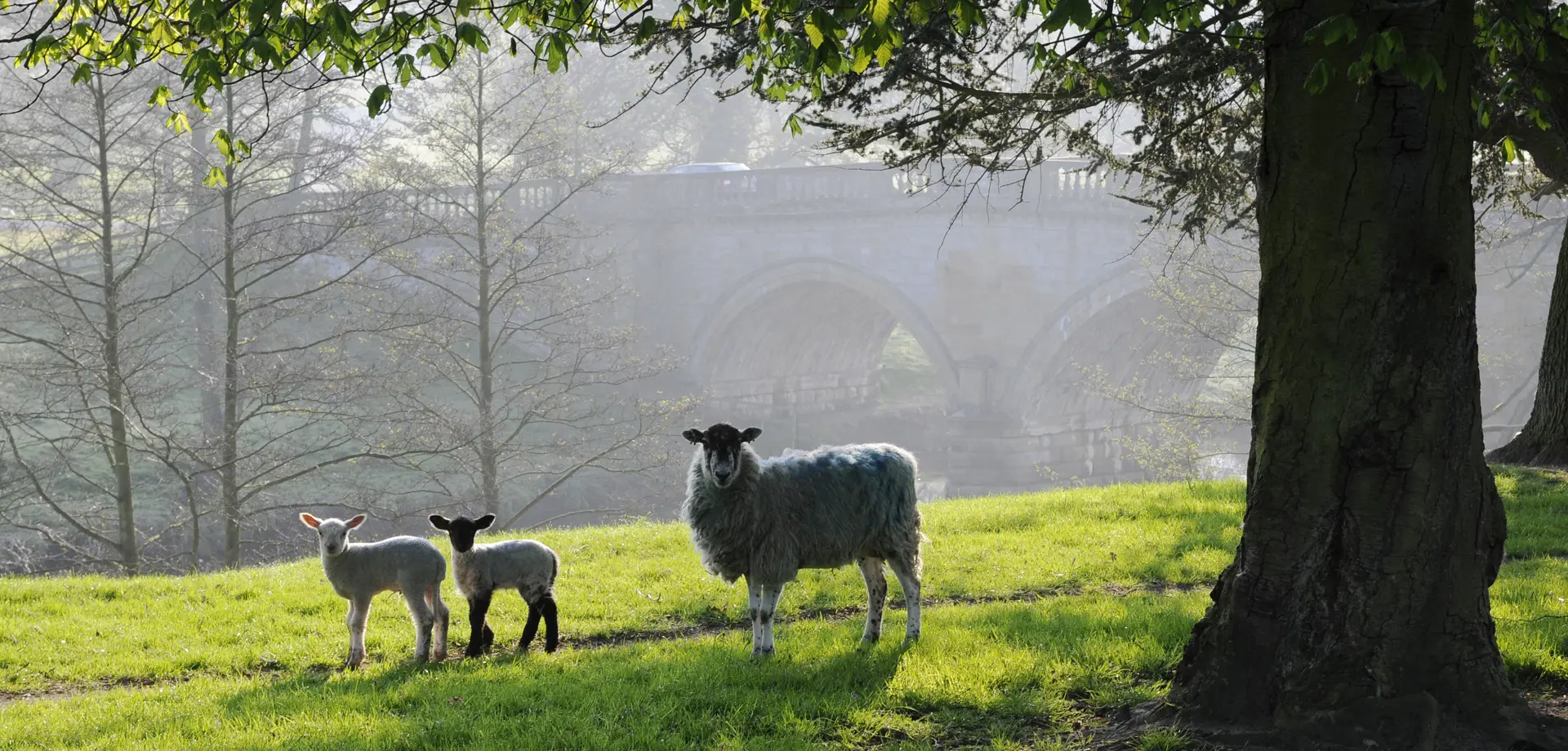 Farmyard and park experiences