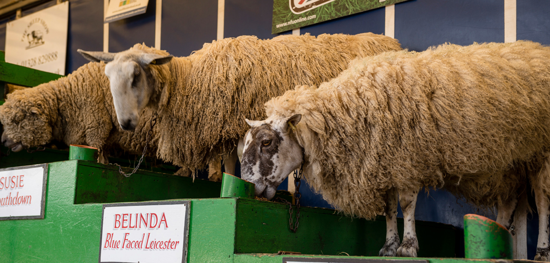Sheep show