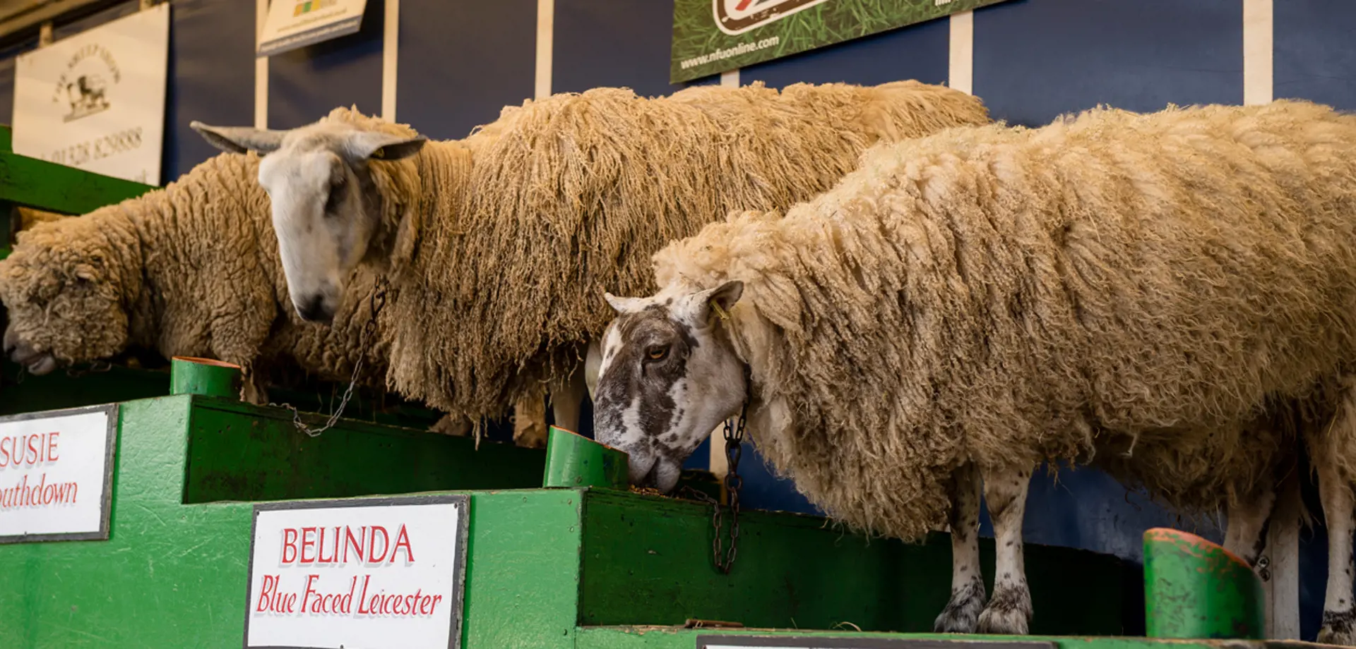 Sheep show