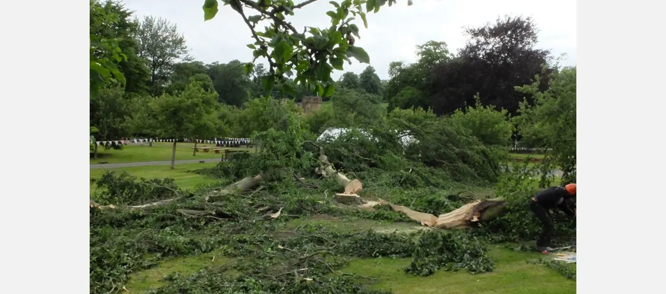 Tree on the Edensor Green after it was blown over by strong winds in 2017