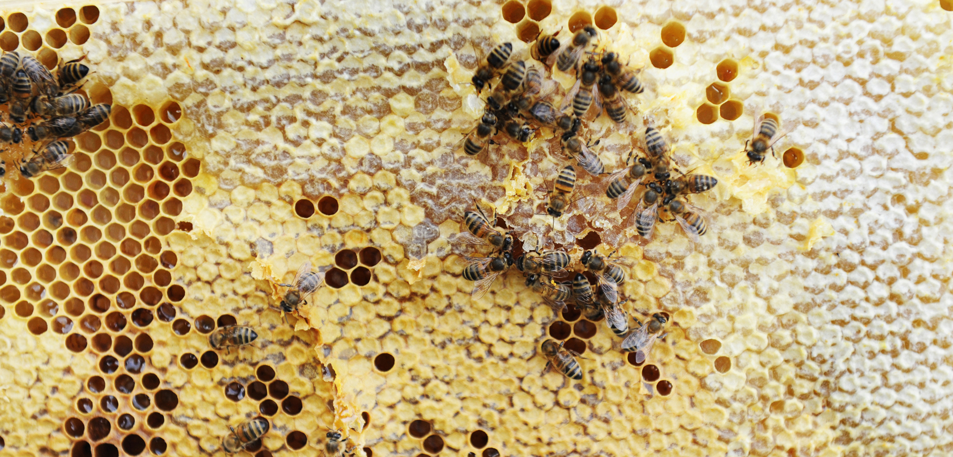 Estate bees