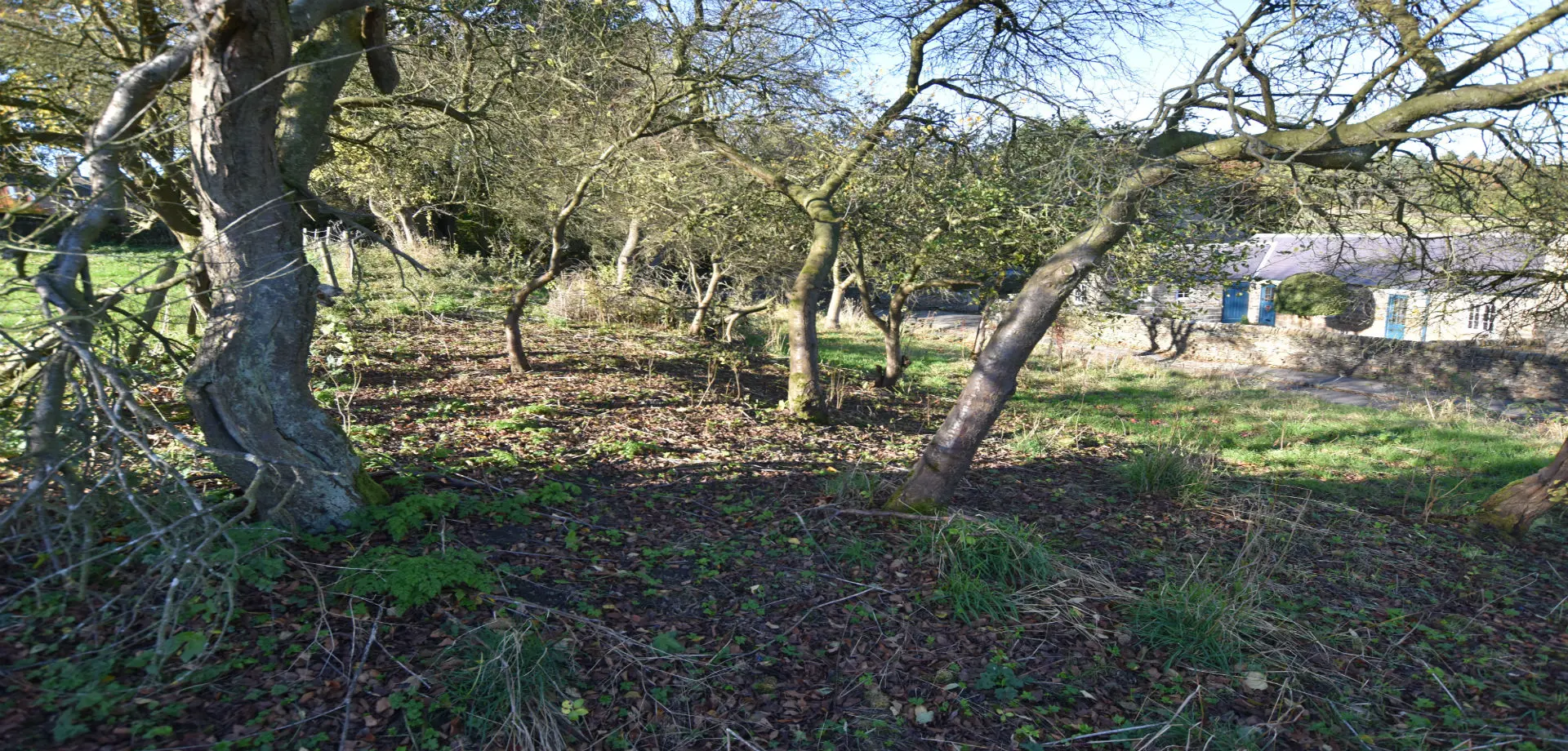 Orchard at Pilsley