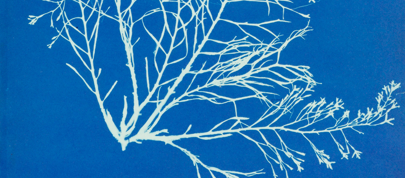 Cyanotype photograph, Anna Atkins