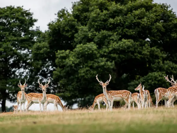 guided walks on the Chatsworth estate