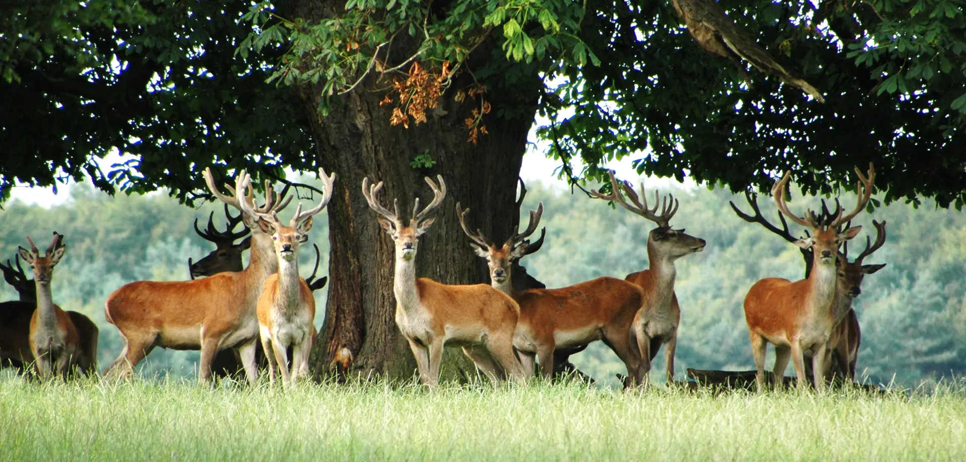 Chatsworth Estate Game