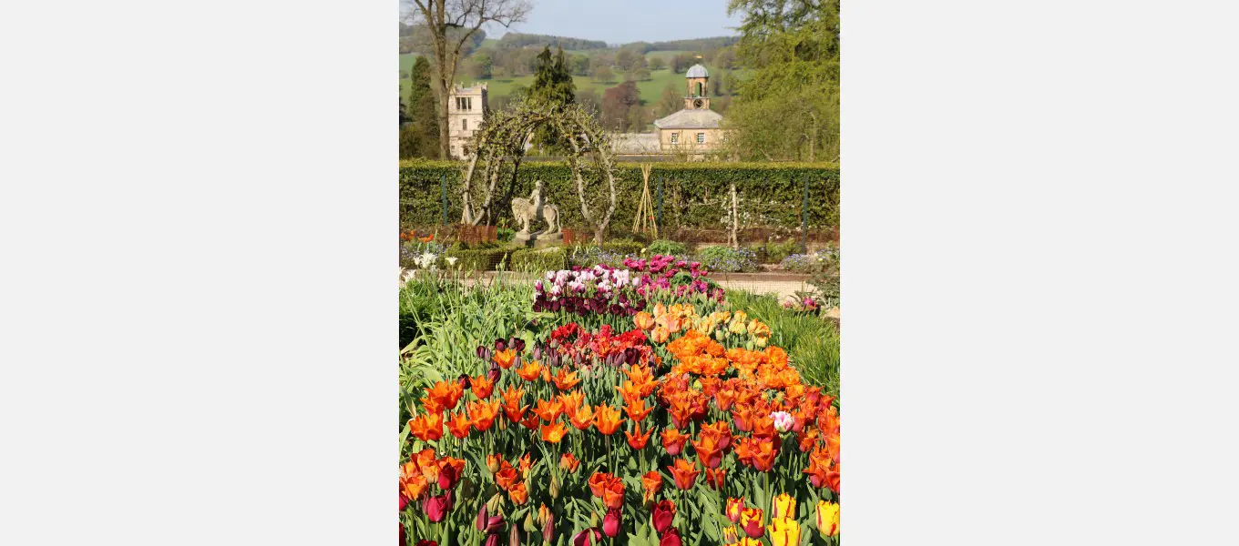 Tulips in the cutting garden