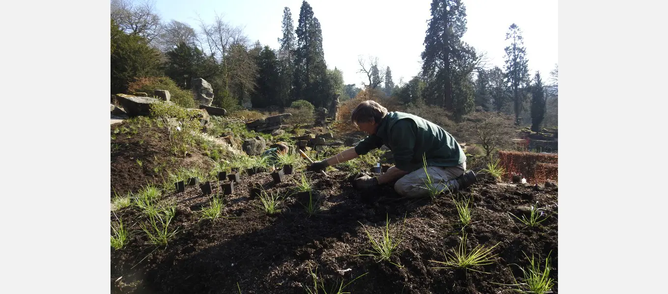 Planting in the Rock Garden