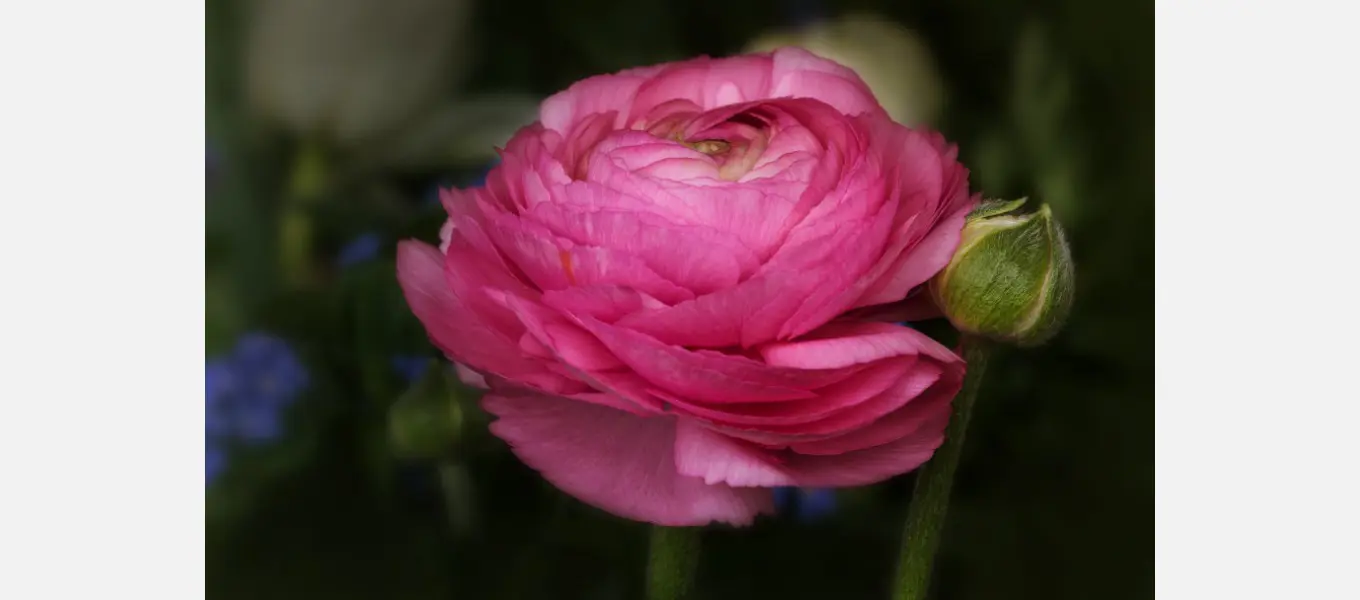 Ranunculus asiaticus