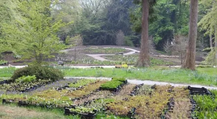 In the Chatsworth Garden blog series