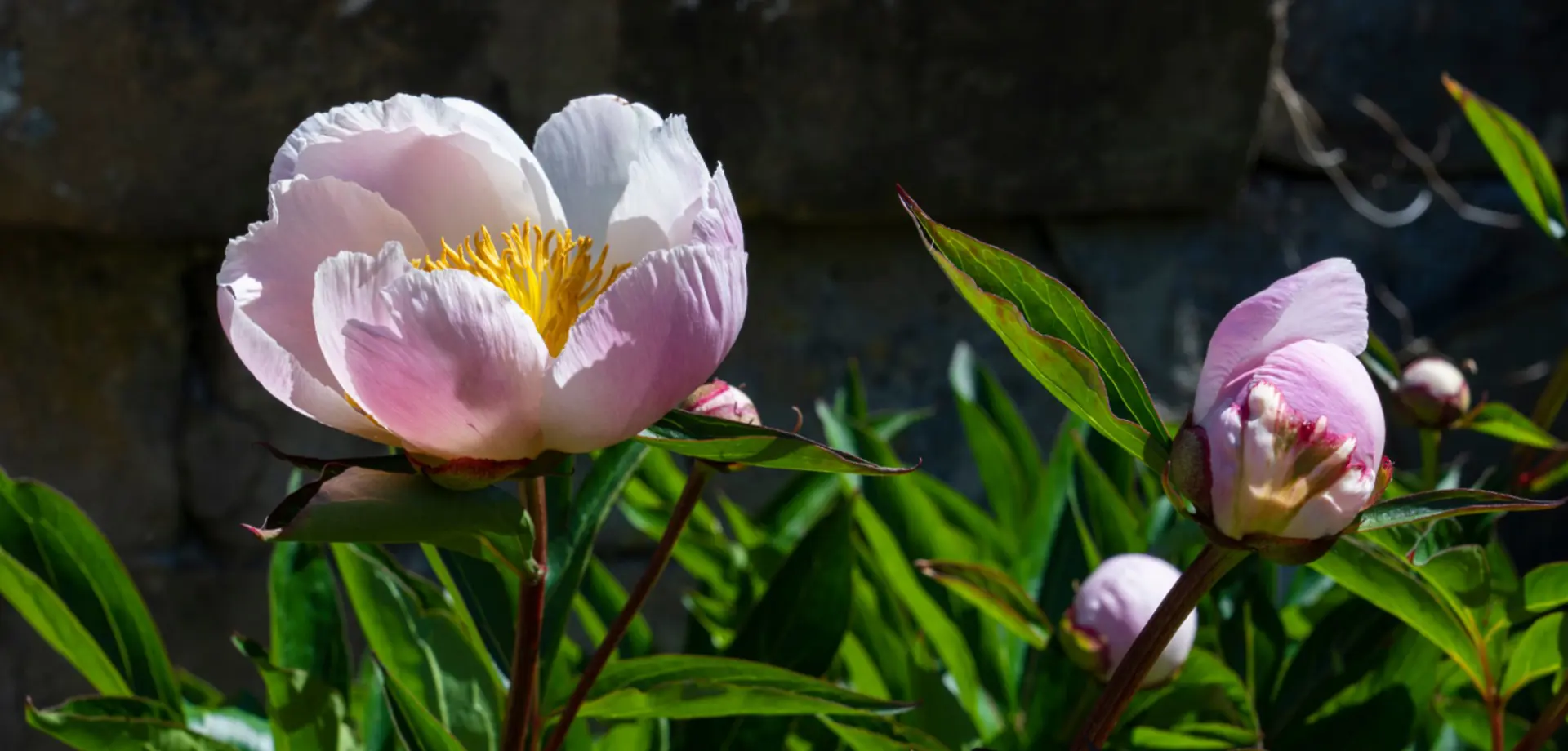 In the Chatsworth Garden: Peony season