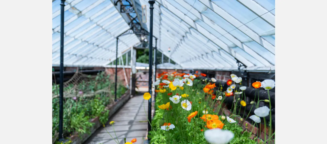 Icelandic poppies in the glasshouse