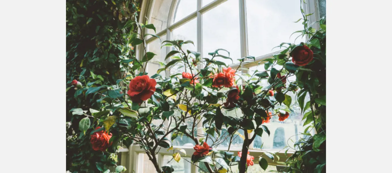 Camellias in the Display Greenhouse