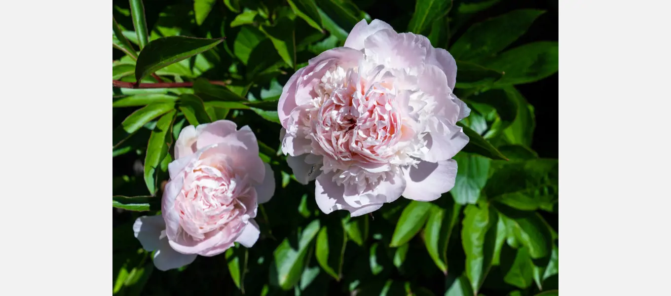 Peony 'Kelway's Supreme'