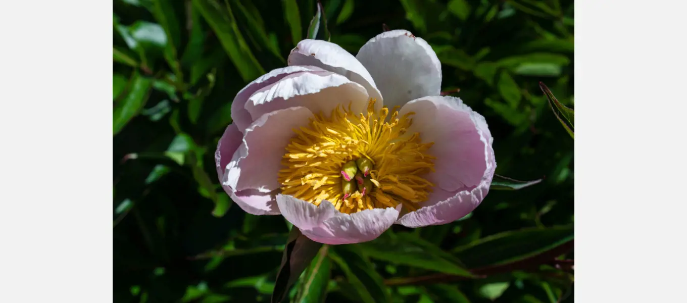 Peony 'Nymphe'