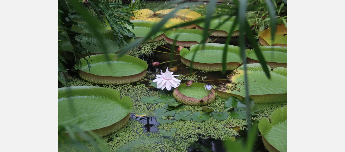Victoria Amazonica in the Display House