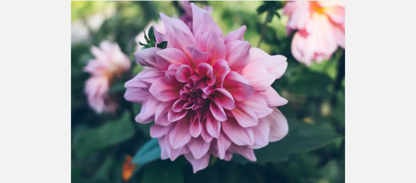 Dahlias in the Kitchen and Cutting Garden