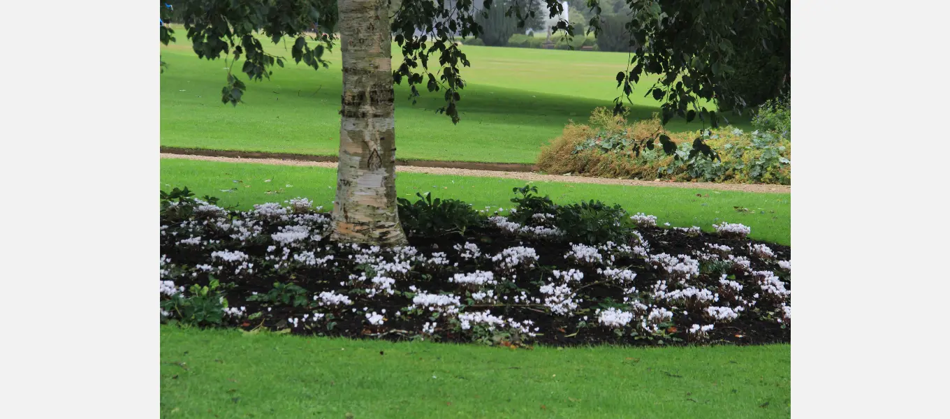 Cyclamen flowering among the beech trees