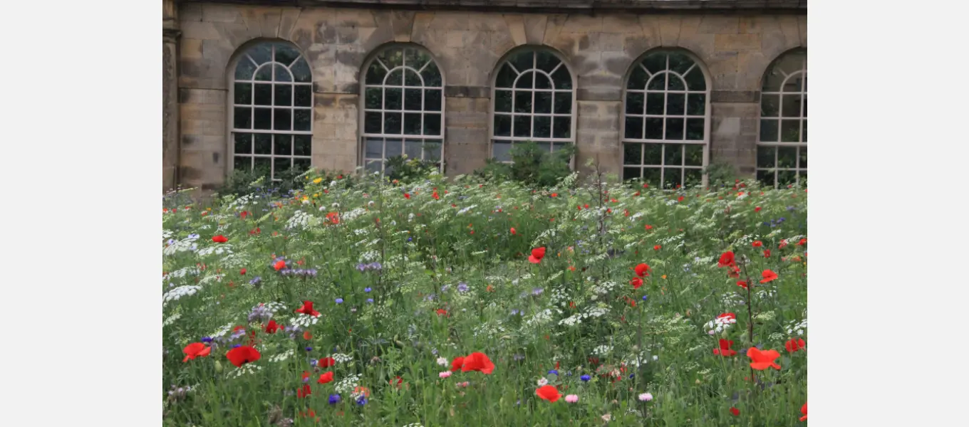 The annual meadow by the First Duke’s Greenhouse