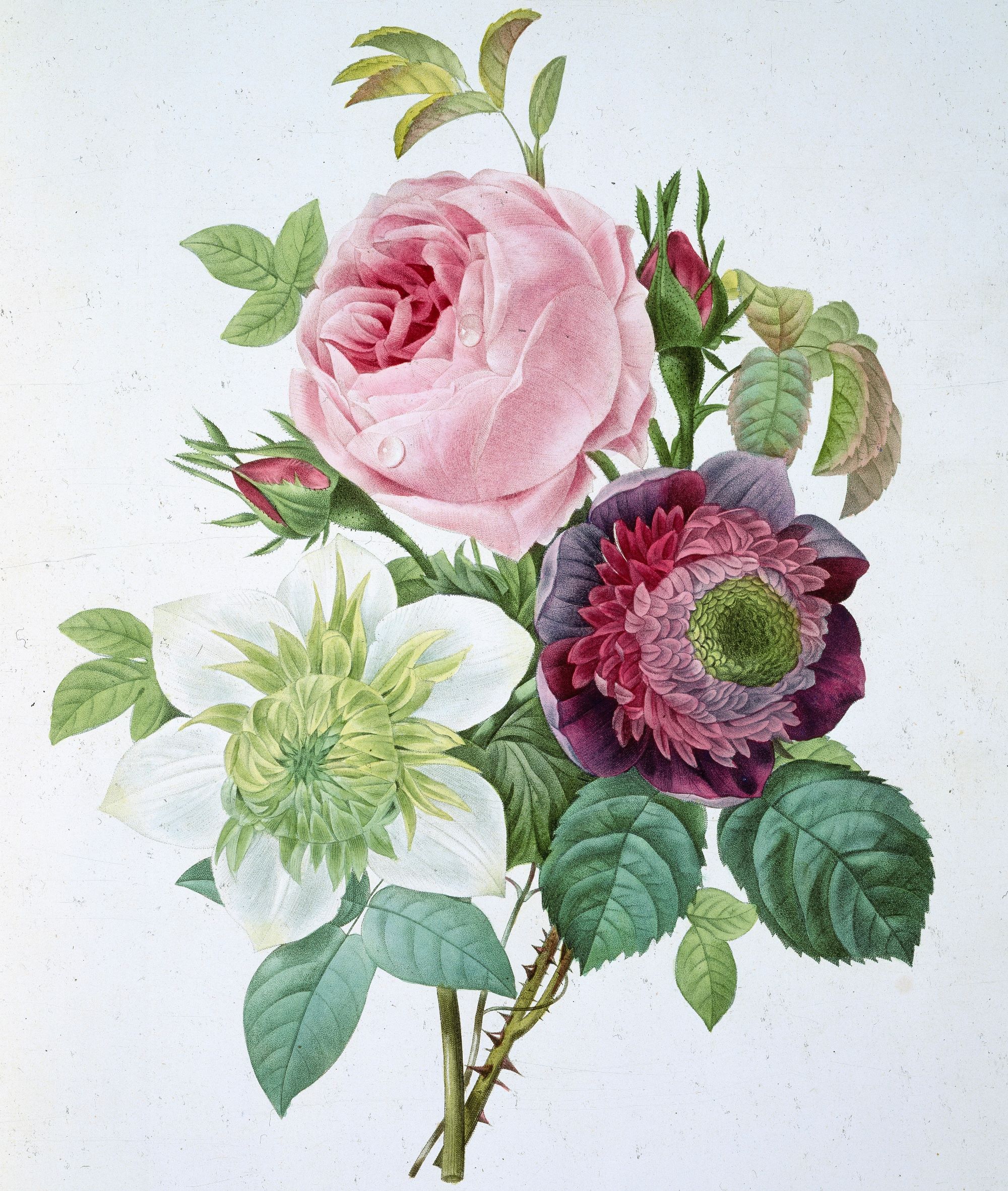 Les Roses