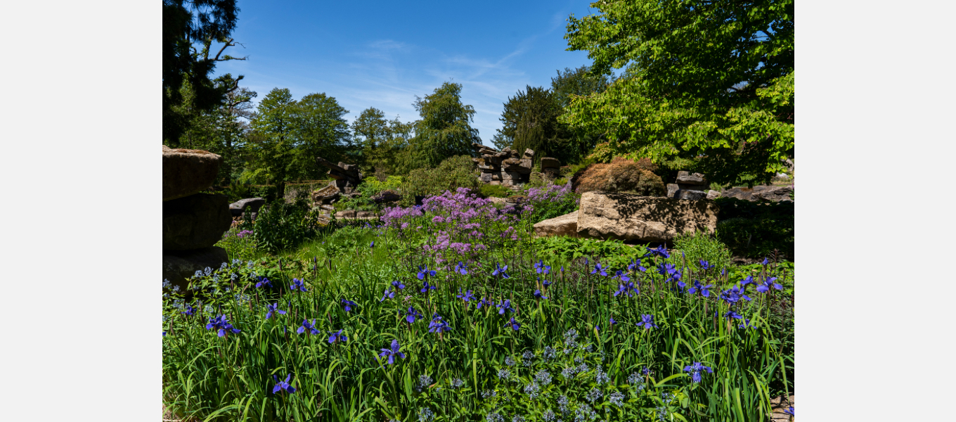 Irises are a key part of the planting scheme in the Rock Garden