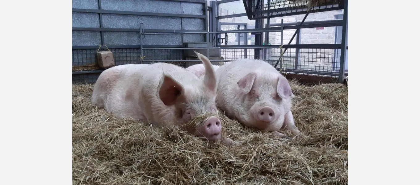 Georgia and Hamster the Landrace pigs