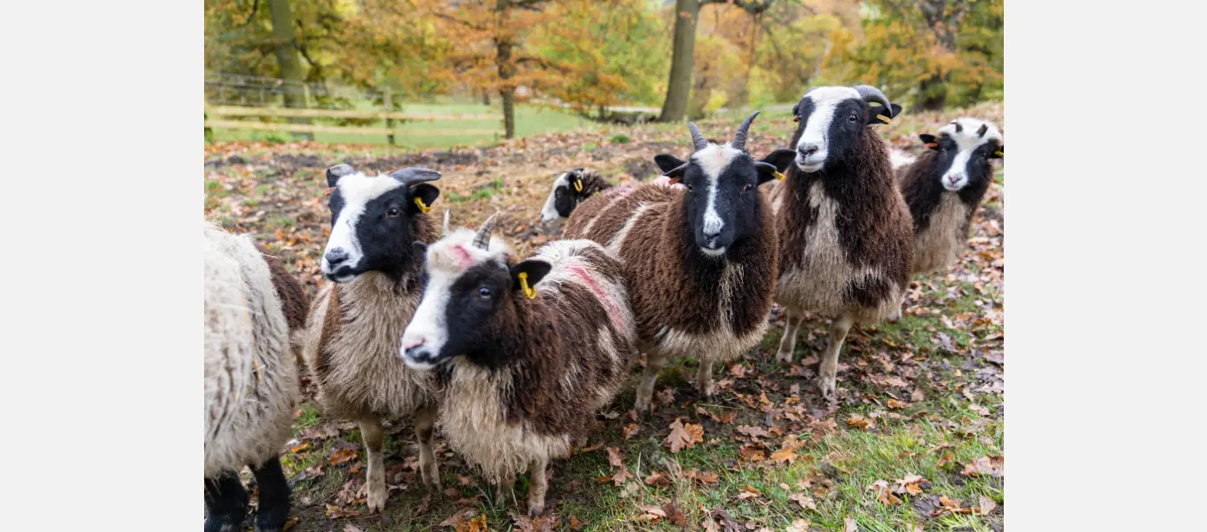 Jacob sheep are known for their piebald colouring and distinctive horns