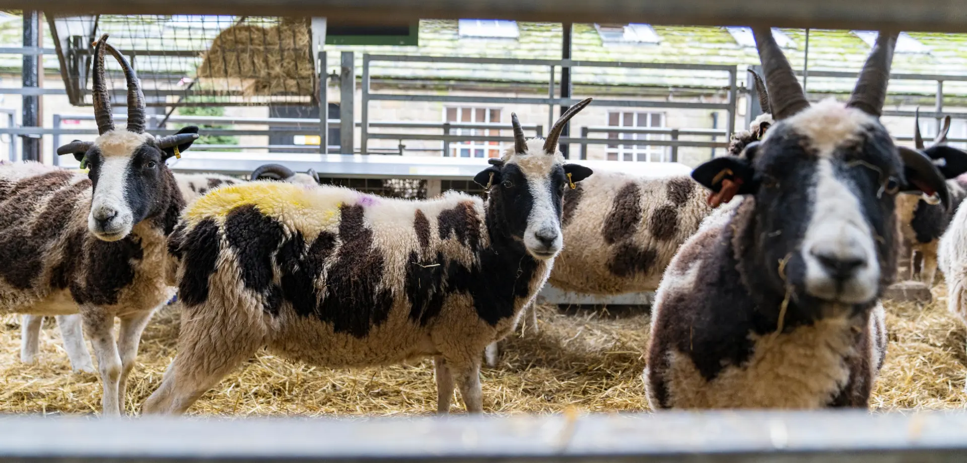 Fun in the farmyard