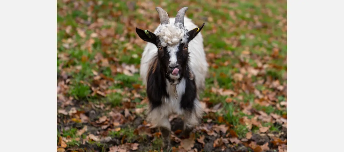 Bagot goats are medium sized, with long black and white hair and horns