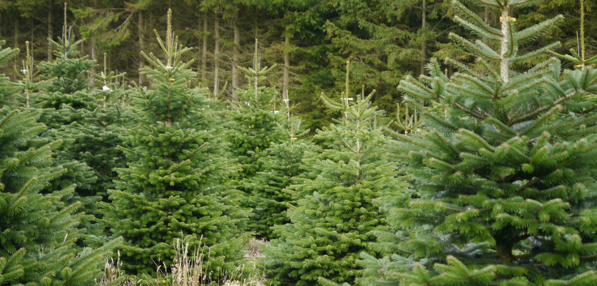 Chatsworth Christmas trees