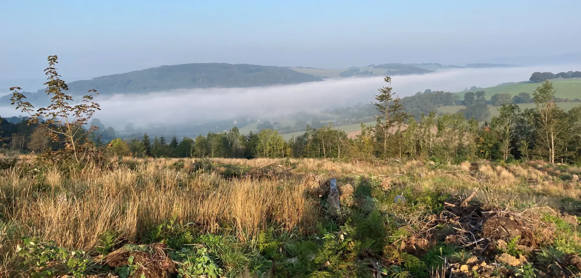 National Tree Week 2020