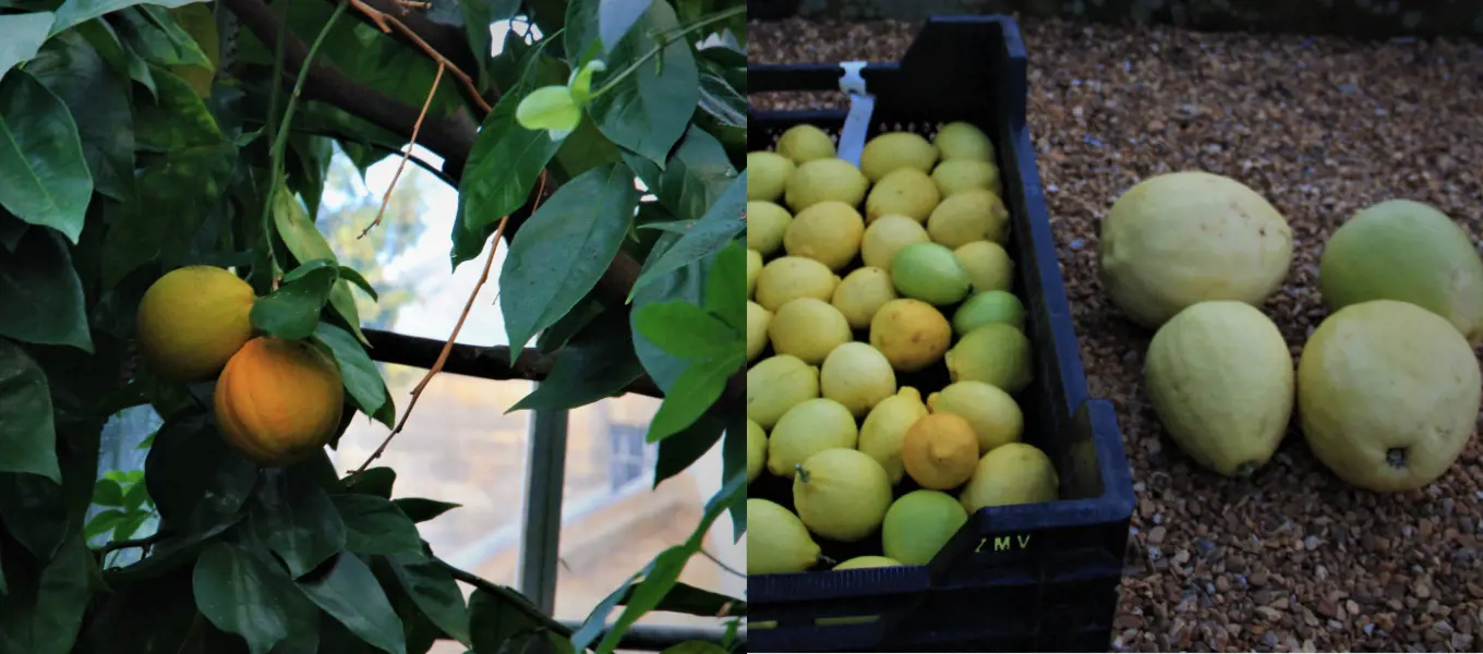 A range of citrus fruits grow inside the Mediterranean area of the Display Greenhouse