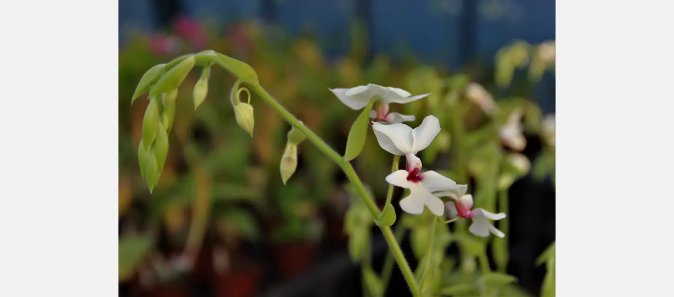 Calanthe vestita