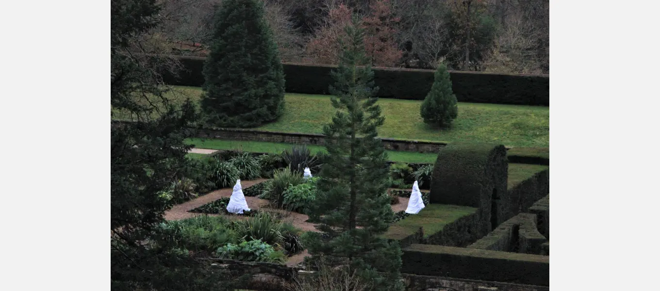 Some of the tender specimen plants in the tropical maze borders have been wrapped in protective fleece jackets