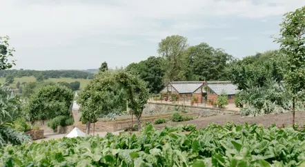 In the Production Gardens...