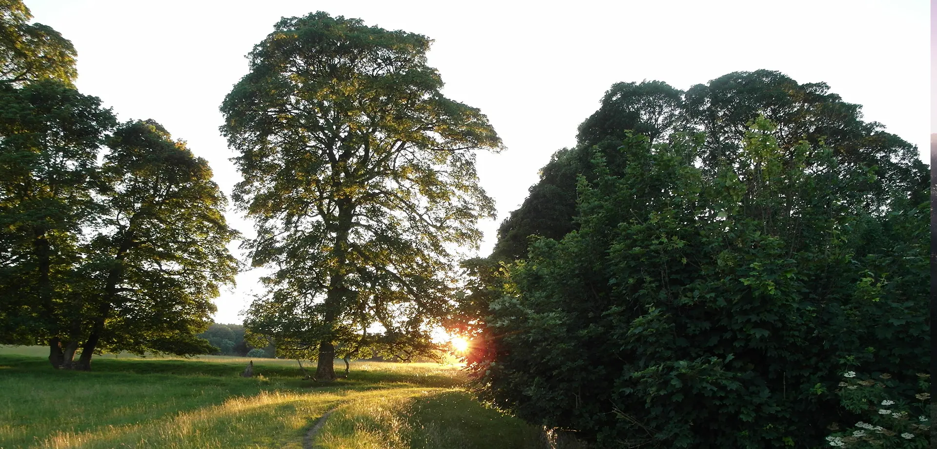 Memorial tree planting