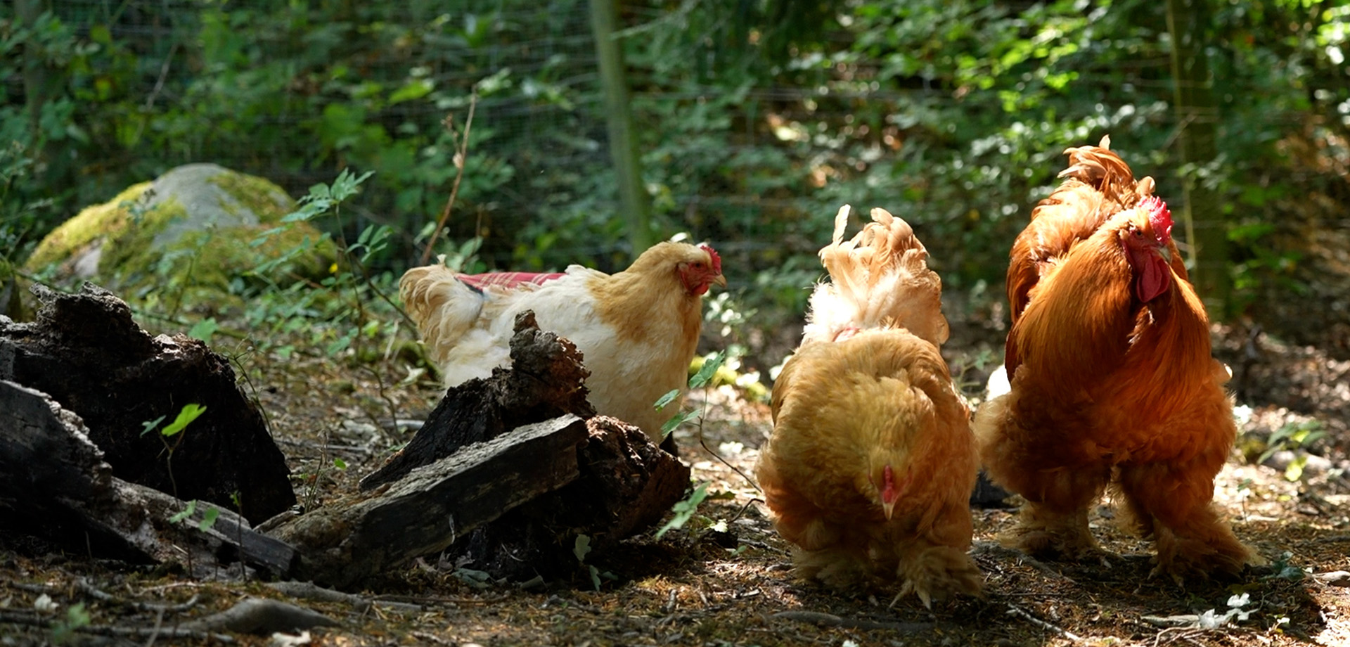 A Day in the Life of our Buff Cochin Chickens