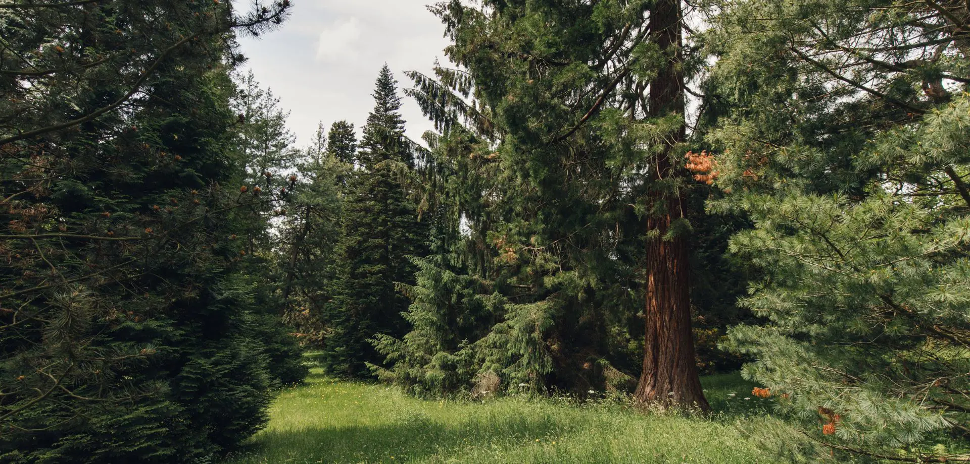 A History of the Arboretum and Pinetum at Chatsworth