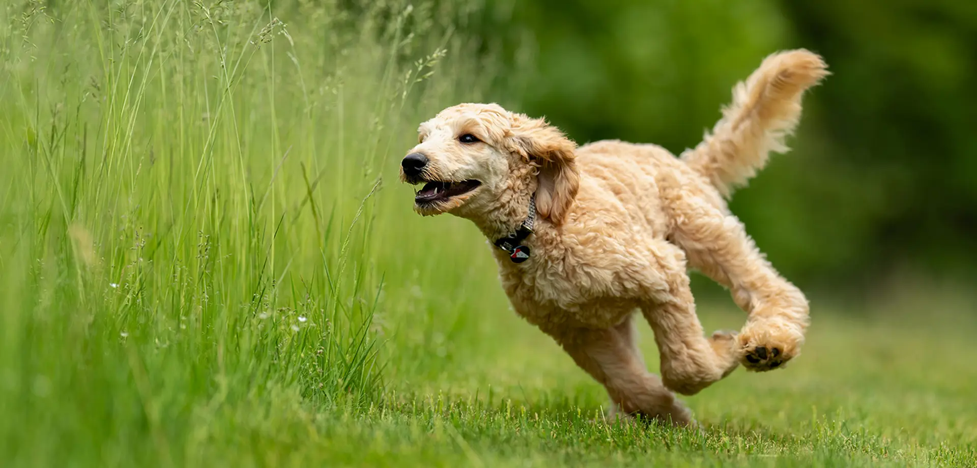 Dog Agility Day at Peak Village