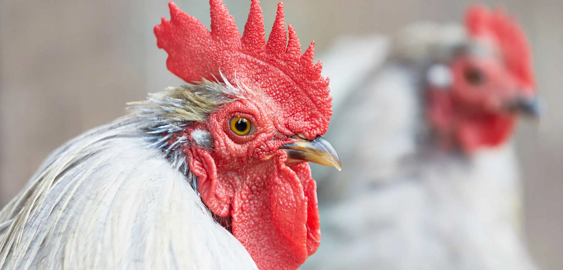 Keeping chickens