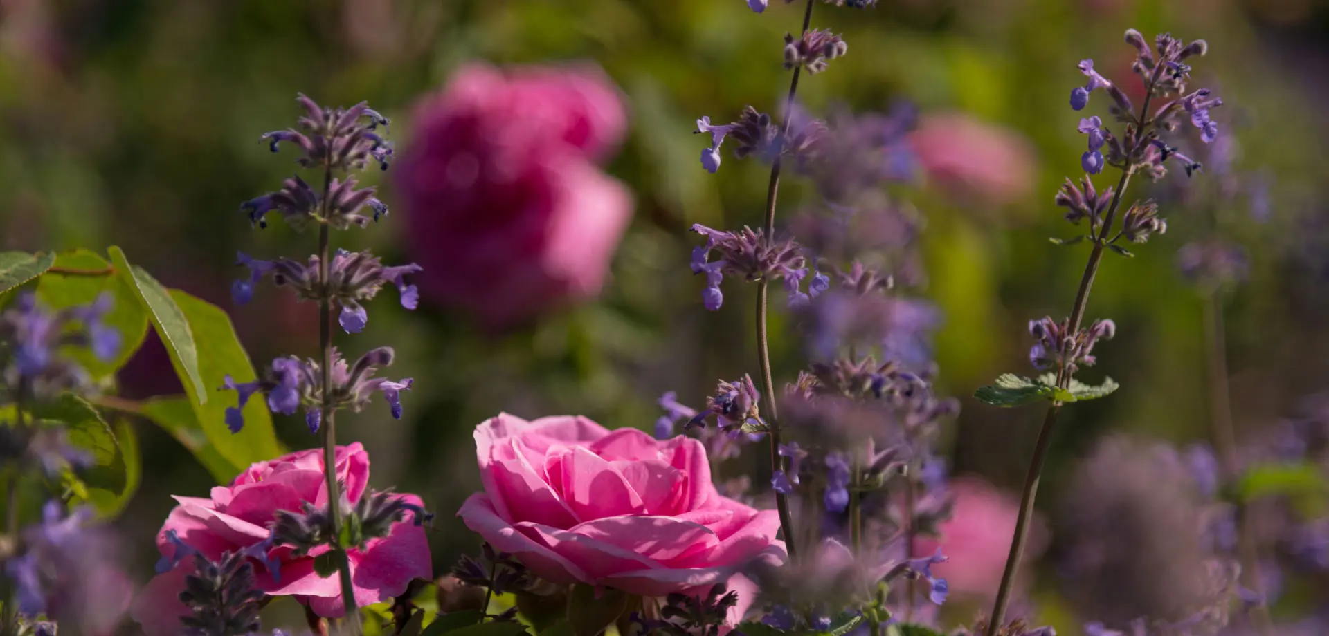 Sensory Garden