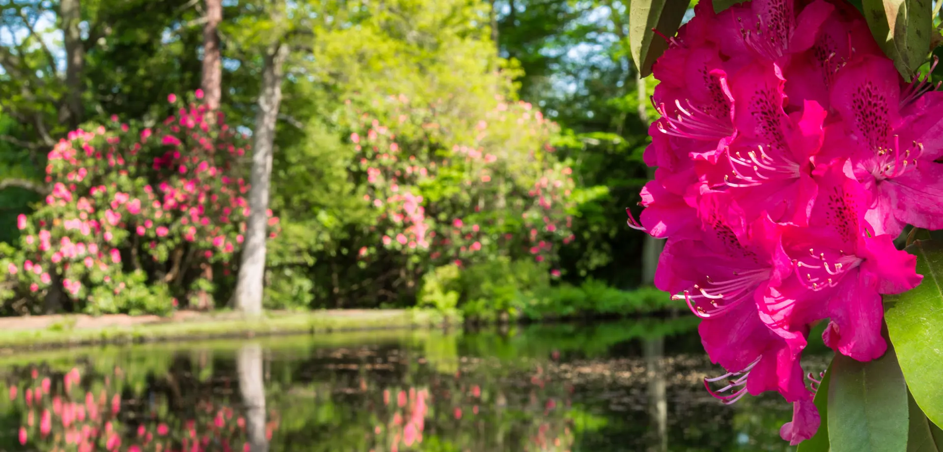 Explore the garden